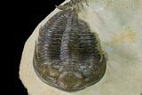 Zlichovaspis With Crotalocephalina Trilobite - Atchana, Morocco #161101-7